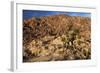 USA, California, Joshua Tree. Desert Landscape of Joshua Tree-Kymri Wilt-Framed Photographic Print