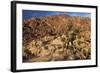 USA, California, Joshua Tree. Desert Landscape of Joshua Tree-Kymri Wilt-Framed Photographic Print
