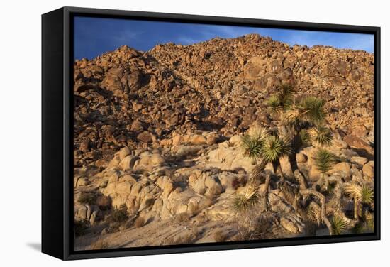 USA, California, Joshua Tree. Desert Landscape of Joshua Tree-Kymri Wilt-Framed Stretched Canvas