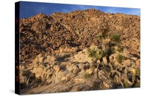 USA, California, Joshua Tree. Desert Landscape of Joshua Tree-Kymri Wilt-Stretched Canvas