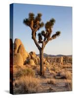 USA, California, Joshua Tree National Park at Hidden Valley-Ann Collins-Stretched Canvas