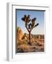 USA, California, Joshua Tree National Park at Hidden Valley-Ann Collins-Framed Premium Photographic Print