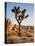 USA, California, Joshua Tree National Park at Hidden Valley-Ann Collins-Stretched Canvas