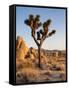 USA, California, Joshua Tree National Park at Hidden Valley-Ann Collins-Framed Stretched Canvas