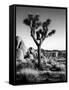 USA, California, Joshua Tree National Park at Hidden Valley-Ann Collins-Framed Stretched Canvas