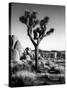 USA, California, Joshua Tree National Park at Hidden Valley-Ann Collins-Stretched Canvas