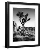 USA, California, Joshua Tree National Park at Hidden Valley-Ann Collins-Framed Premium Photographic Print