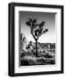 USA, California, Joshua Tree National Park at Hidden Valley-Ann Collins-Framed Premium Photographic Print