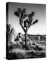 USA, California, Joshua Tree National Park at Hidden Valley-Ann Collins-Stretched Canvas
