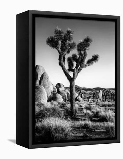 USA, California, Joshua Tree National Park at Hidden Valley-Ann Collins-Framed Stretched Canvas