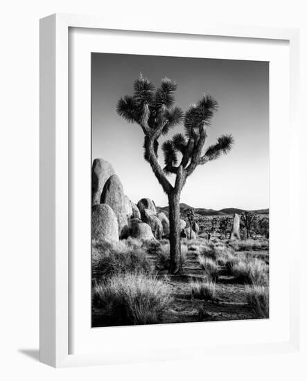 USA, California, Joshua Tree National Park at Hidden Valley-Ann Collins-Framed Photographic Print