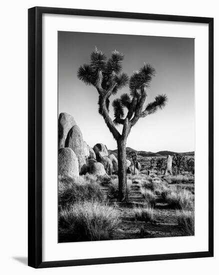 USA, California, Joshua Tree National Park at Hidden Valley-Ann Collins-Framed Photographic Print