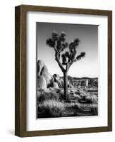 USA, California, Joshua Tree National Park at Hidden Valley-Ann Collins-Framed Photographic Print