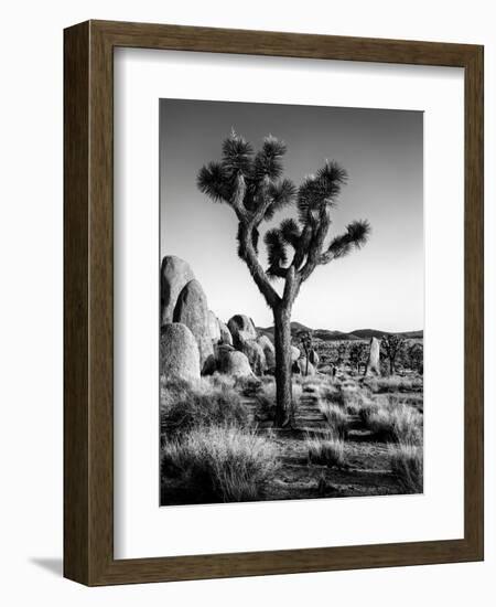 USA, California, Joshua Tree National Park at Hidden Valley-Ann Collins-Framed Photographic Print