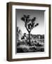 USA, California, Joshua Tree National Park at Hidden Valley-Ann Collins-Framed Photographic Print