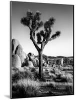 USA, California, Joshua Tree National Park at Hidden Valley-Ann Collins-Mounted Photographic Print