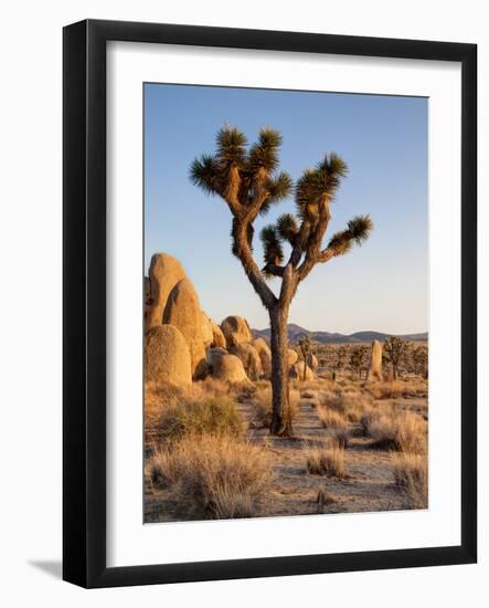 USA, California, Joshua Tree National Park at Hidden Valley-Ann Collins-Framed Photographic Print