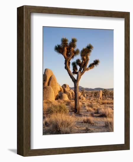 USA, California, Joshua Tree National Park at Hidden Valley-Ann Collins-Framed Photographic Print