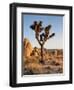 USA, California, Joshua Tree National Park at Hidden Valley-Ann Collins-Framed Photographic Print