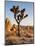 USA, California, Joshua Tree National Park at Hidden Valley-Ann Collins-Mounted Photographic Print