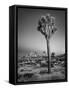 USA, California, Joshua Tree National Park, Dawn and Joshua Trees-Ann Collins-Framed Stretched Canvas