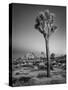 USA, California, Joshua Tree National Park, Dawn and Joshua Trees-Ann Collins-Stretched Canvas