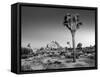 USA, California, Joshua Tree National Park, Dawn and Joshua Trees-Ann Collins-Framed Stretched Canvas
