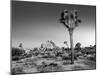 USA, California, Joshua Tree National Park, Dawn and Joshua Trees-Ann Collins-Mounted Photographic Print