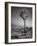 USA, California, Joshua Tree National Park, Dawn and Joshua Trees-Ann Collins-Framed Photographic Print