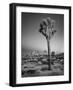 USA, California, Joshua Tree National Park, Dawn and Joshua Trees-Ann Collins-Framed Photographic Print