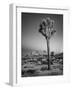 USA, California, Joshua Tree National Park, Dawn and Joshua Trees-Ann Collins-Framed Photographic Print