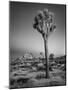 USA, California, Joshua Tree National Park, Dawn and Joshua Trees-Ann Collins-Mounted Photographic Print