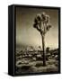 USA, California, Joshua Tree National Park, Dawn and Joshua trees-Ann Collins-Framed Stretched Canvas