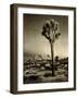 USA, California, Joshua Tree National Park, Dawn and Joshua trees-Ann Collins-Framed Photographic Print