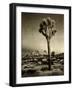 USA, California, Joshua Tree National Park, Dawn and Joshua trees-Ann Collins-Framed Photographic Print