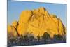 USA, California, Joshua Tree National Park, granite, Joshua trees-Charles Gurche-Mounted Photographic Print