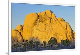 USA, California, Joshua Tree National Park, granite, Joshua trees-Charles Gurche-Framed Photographic Print