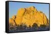 USA, California, Joshua Tree National Park, granite, Joshua trees-Charles Gurche-Framed Stretched Canvas