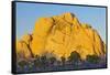 USA, California, Joshua Tree National Park, granite, Joshua trees-Charles Gurche-Framed Stretched Canvas