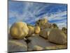 USA, California, Joshua Tree National Park, granite-Charles Gurche-Mounted Photographic Print