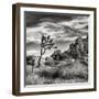 USA, California, Joshua Tree National Park, Joshua Tree in Mojave Desert-Ann Collins-Framed Premium Photographic Print