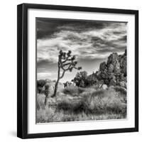 USA, California, Joshua Tree National Park, Joshua Tree in Mojave Desert-Ann Collins-Framed Premium Photographic Print