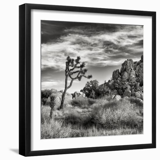 USA, California, Joshua Tree National Park, Joshua Tree in Mojave Desert-Ann Collins-Framed Premium Photographic Print