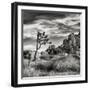 USA, California, Joshua Tree National Park, Joshua Tree in Mojave Desert-Ann Collins-Framed Premium Photographic Print