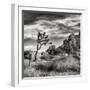 USA, California, Joshua Tree National Park, Joshua Tree in Mojave Desert-Ann Collins-Framed Premium Photographic Print