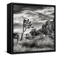 USA, California, Joshua Tree National Park, Joshua Tree in Mojave Desert-Ann Collins-Framed Stretched Canvas