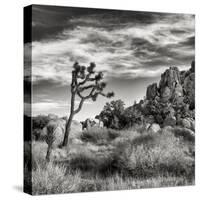 USA, California, Joshua Tree National Park, Joshua Tree in Mojave Desert-Ann Collins-Stretched Canvas