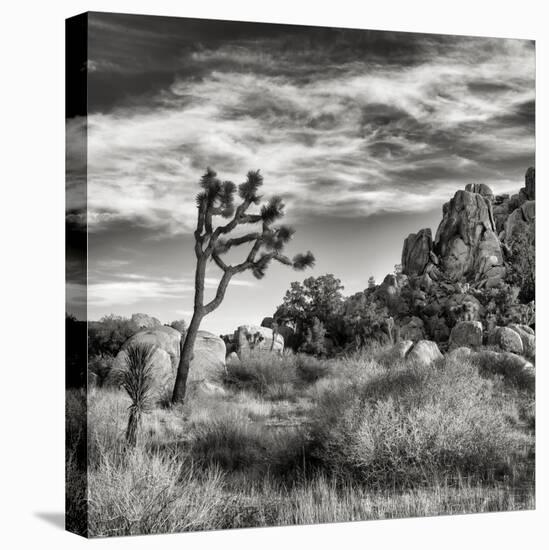 USA, California, Joshua Tree National Park, Joshua Tree in Mojave Desert-Ann Collins-Stretched Canvas
