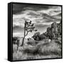 USA, California, Joshua Tree National Park, Joshua Tree in Mojave Desert-Ann Collins-Framed Stretched Canvas