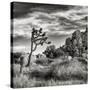 USA, California, Joshua Tree National Park, Joshua Tree in Mojave Desert-Ann Collins-Stretched Canvas